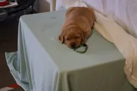 JACK ON HOLD, a male Labrador Retriever for sale in Thorp, WI – Photo 2 of 5