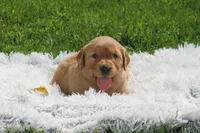 Bess yellow collar RESERVED, a female Golden Retriever for sale in Thorp, WI – 5 of 9