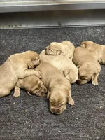 processed/a0e2cf13-d5fd-4dd3-aded-cb36b2c9872b/listing/49e46bce-de05-4440-a356-99e0ac017fde/1ec5e342-6c81-4726-9b60-cffb635ed364