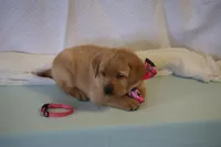 JOLLY ON HOLD, a female Labrador Retriever for sale in Thorp, WI – Photo 2 of 5