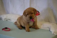 JOLLY ON HOLD, a female Labrador Retriever for sale in Thorp, WI – Photo 1 of 5