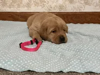 JOLLY AKC ENGLISH, a male Labrador Retriever for sale in Thorp, WI – Photo 1 of 3