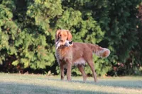 Breeze (ON HOLD), a female Golden Retriever and Labrador Retriever for sale in Thorp, WI – 5 of 7