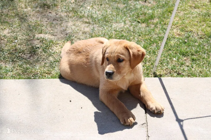 JAY AKC ENGLISH  – Labrador Retriever puppy for sale in Thorp, WI