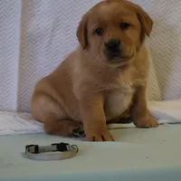 JAY AKC ENGLISH , a male Labrador Retriever for sale in Thorp, WI – Photo 4 of 7