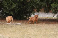 JAY AKC ENGLISH , a male Labrador Retriever for sale in Thorp, WI – Photo 2 of 7