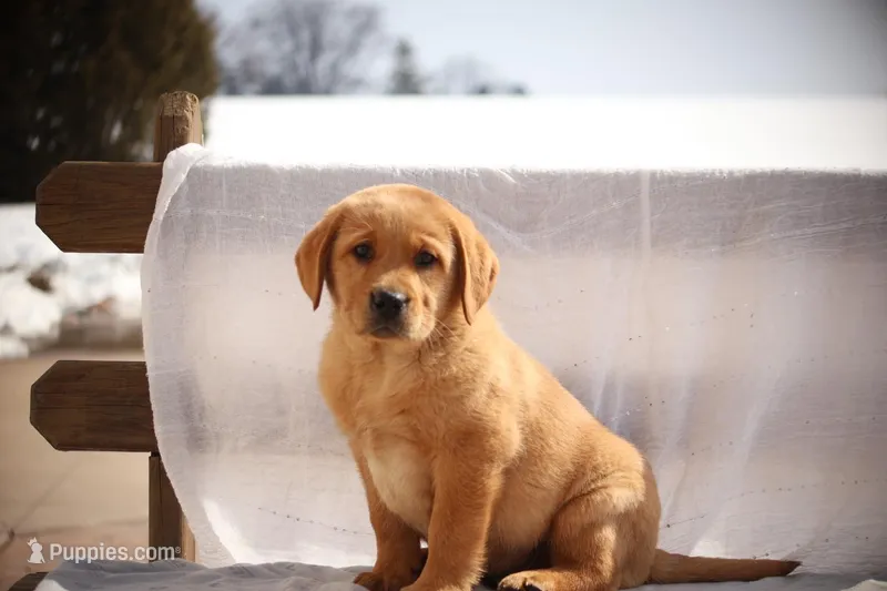 JAY AKC ENGLISH  – Labrador Retriever puppy for sale in Thorp, WI
