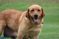 JAY AKC ENGLISH , a male Labrador Retriever for sale in Thorp, WI – Photo 3 of 3