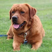 JAY AKC ENGLISH , a male Labrador Retriever for sale in Thorp, WI – Photo 6 of 7