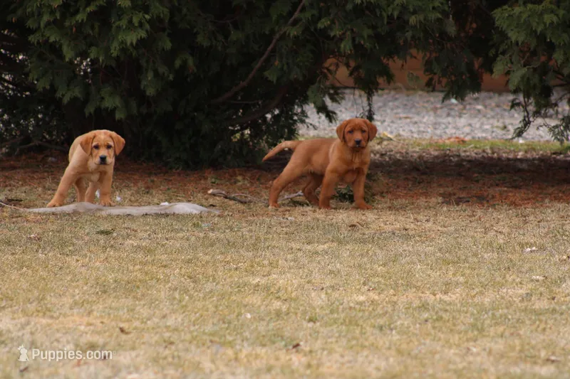 JAY AKC ENGLISH  – Labrador Retriever puppy for sale in Thorp, WI
