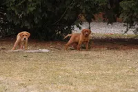 JAY AKC ENGLISH , a male Labrador Retriever for sale in Thorp, WI – Photo 1 of 7
