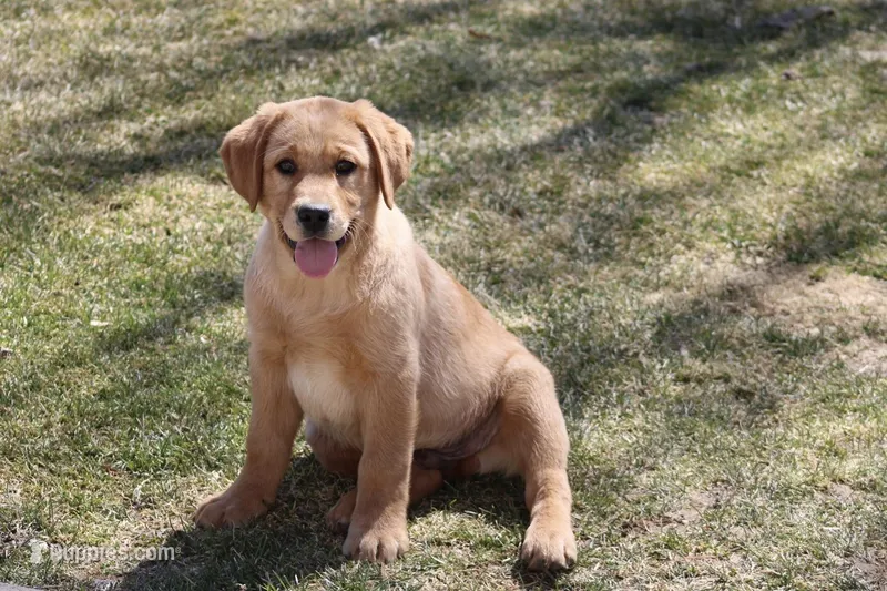 JAY AKC ENGLISH  – Labrador Retriever puppy for sale in Thorp, WI