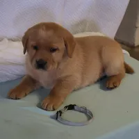 JAY AKC ENGLISH , a male Labrador Retriever for sale in Thorp, WI – Photo 5 of 7