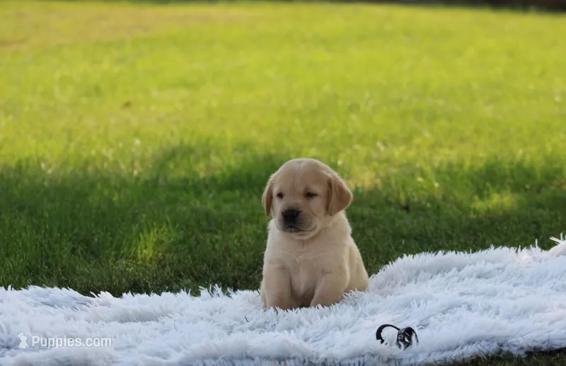 Bear(black collar) – Labrador Retriever puppy for sale in Thorp, WI