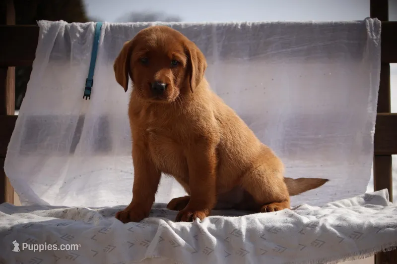 JAX AKC ENGLISH  – Labrador Retriever puppy for sale in Thorp, WI