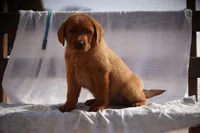 JAX AKC ENGLISH , a male Labrador Retriever for sale in Thorp, WI – Photo 4 of 6