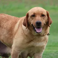 JAX AKC ENGLISH , a male Labrador Retriever for sale in Thorp, WI – Photo 6 of 6