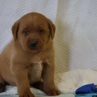 JAX AKC ENGLISH , a male Labrador Retriever for sale in Thorp, WI – Photo 3 of 6