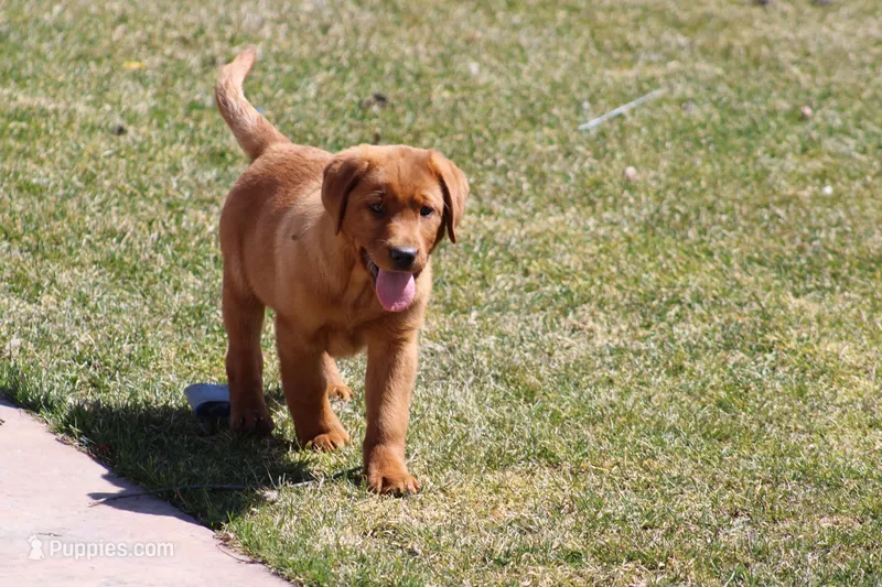 JAX AKC ENGLISH  – Labrador Retriever puppy for sale in Thorp, WI