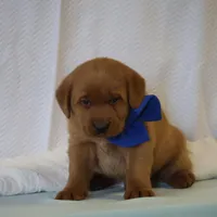 JAX AKC ENGLISH , a male Labrador Retriever for sale in Thorp, WI – Photo 2 of 6