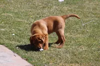 JAX AKC ENGLISH ON HOLD, a male Labrador Retriever for sale in Thorp, WI – Photo 3 of 6