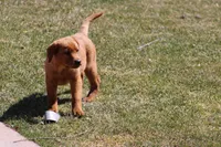 JAX AKC ENGLISH ON HOLD, a male Labrador Retriever for sale in Thorp, WI – Photo 2 of 6