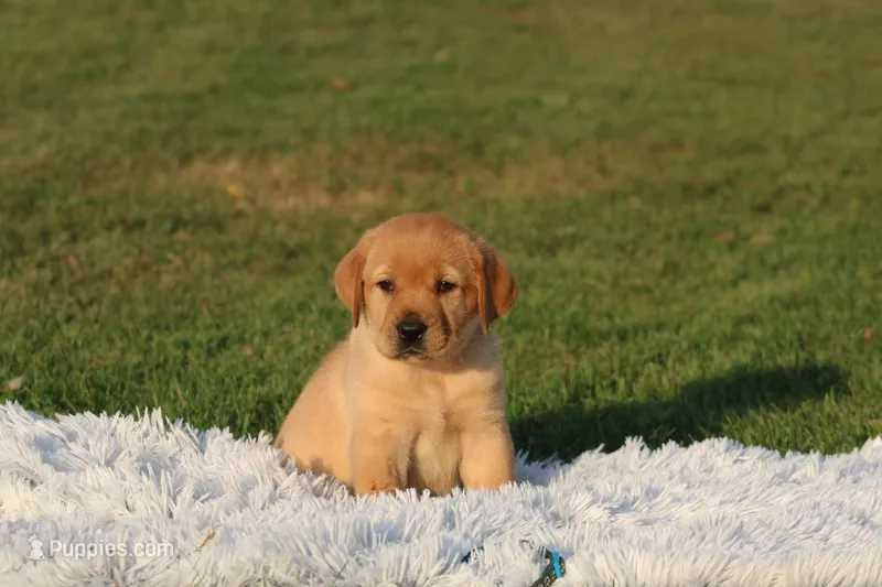 Fenja(light collar) – Labrador Retriever puppy for sale in Thorp, WI