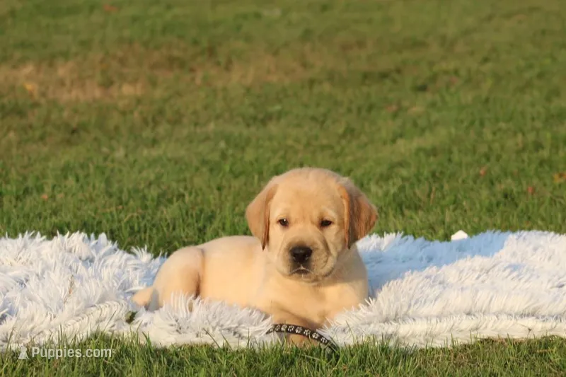 Bear(black collar) – Labrador Retriever puppy for sale in Thorp, WI