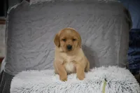 JOY  AKC ENGLISH ON HOLD, a female Labrador Retriever for sale in Thorp, WI – Photo 1 of 6