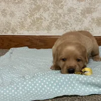 JOY  AKC ENGLISH ON HOLD, a female Labrador Retriever for sale in Thorp, WI – Photo 4 of 6