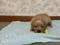 JOY  AKC ENGLISH , a female Labrador Retriever for sale in Thorp, WI – Photo 1 of 3