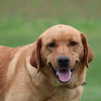 JOY  AKC ENGLISH ON HOLD, a female Labrador Retriever for sale in Thorp, WI – Photo 5 of 6