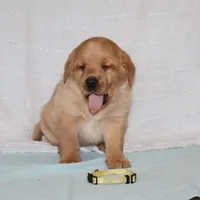 JOY  AKC ENGLISH ON HOLD, a female Labrador Retriever for sale in Thorp, WI – Photo 2 of 6