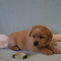 JOY  AKC ENGLISH ON HOLD, a female Labrador Retriever for sale in Thorp, WI – Photo 3 of 6