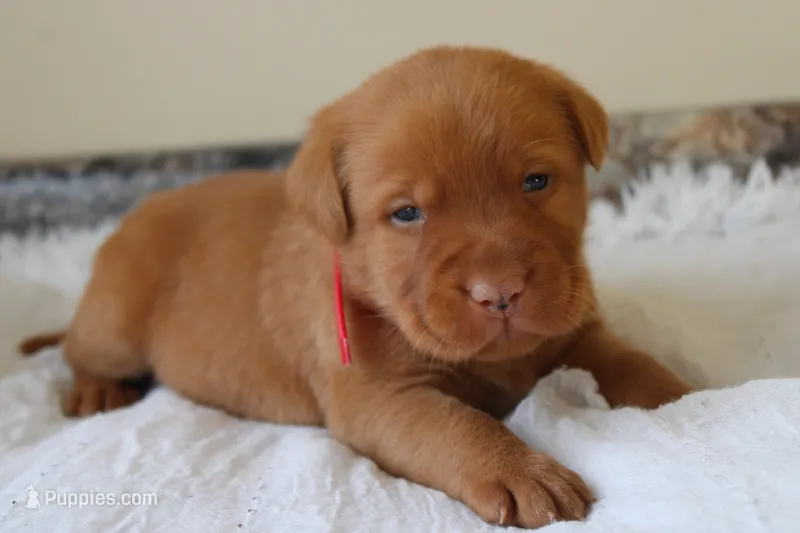 Carmel – Labrador Retriever puppy for sale in Thorp, WI