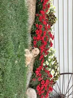 Tina, a female Golden Retriever for sale in Thorp, WI – 4 of 4