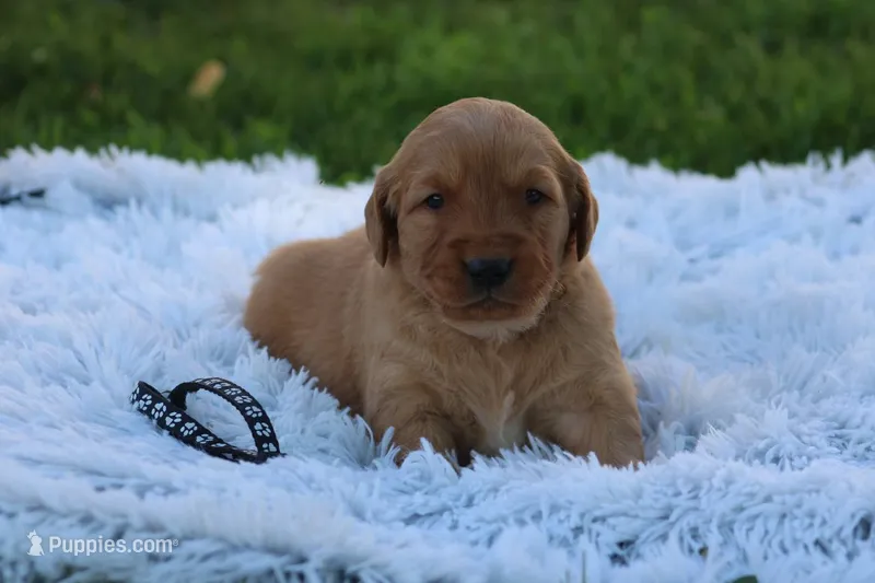 JJ black collar  – Golden Retriever puppy for sale in Thorp, WI