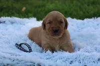 JJ black collar ON HOLD, a male Golden Retriever for sale in Thorp, WI – 1 of 5