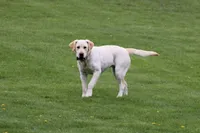 Lila & Copper , a female Labrador Retriever for sale in Thorp, WI – 4 of 4