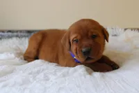 Chester, a male Labrador Retriever for sale in Thorp, WI – 2 of 6