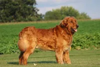 Thor, a male Golden Retriever for sale in Thorp, WI – 2 of 3