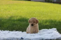 Banjo(blue collar), a male Labrador Retriever for sale in Thorp, WI – 2 of 4