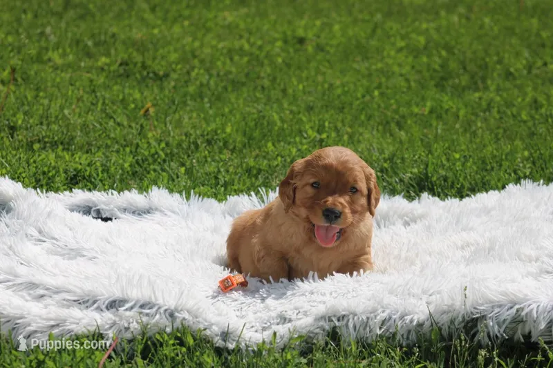 Kate orange collar  – Golden Retriever puppy for sale in Thorp, WI