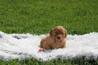 Kate orange collar RESERVED , a female Golden Retriever for sale in Thorp, WI – 1 of 6