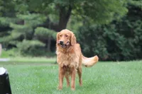 Breeze (ON HOLD), a female Golden Retriever and Labrador Retriever for sale in Thorp, WI – 4 of 7