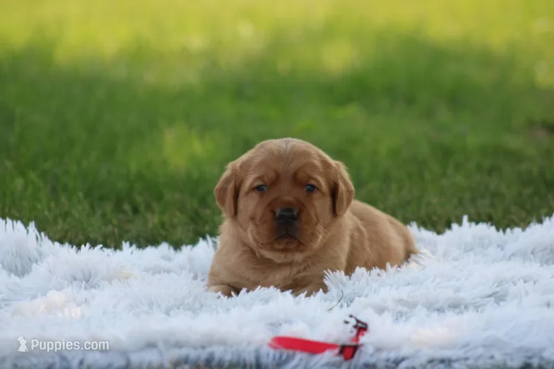 Breeze  – Golden Retriever, Labrador Retriever puppy for sale in Thorp, WI