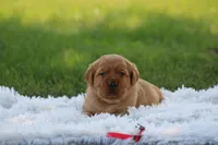 Breeze , a female Golden Retriever and Labrador Retriever for sale in Thorp, WI – 1 of 3