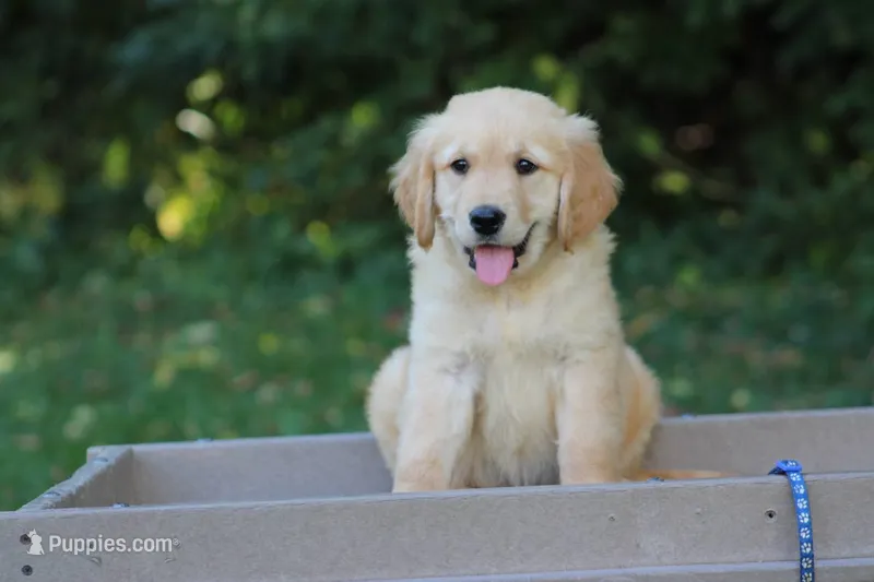 Tebby – Golden Retriever puppy for sale in Thorp, WI