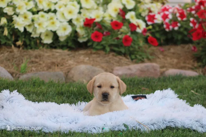 Ben (green collar) – Labrador Retriever puppy for sale in Thorp, WI