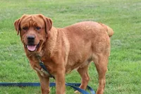 Fella( yellow collar), a female Labrador Retriever for sale in Thorp, WI – 3 of 4